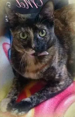 Gato raça SRD idade 1 ano nome MEL