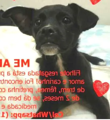 Cachorro ra a SRD idade 2 a 6 meses nome ME ADOTA?