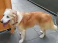 Brad pet