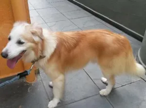 Cachorro raça SRD idade 5 anos nome Brad pet