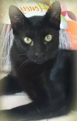 Gato ra a SRD idade 2 a 6 meses nome HONEY