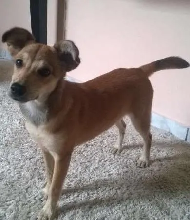 Cachorro ra a SRD idade 2 a 6 meses nome Rubi