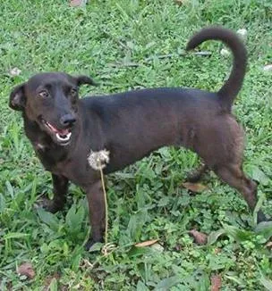 Cachorro raça SRD idade 1 ano nome kika