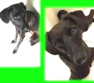 Cachorro raça SRD idade 1 ano nome Nankin