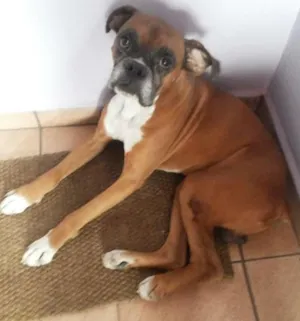 Cachorro raça Boxer idade 2 anos nome sem nome