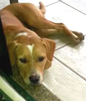 Cachorro raça Setter idade 7 a 11 meses nome Sem nome
