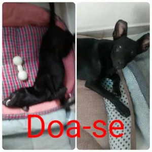 Cachorro raça SRD idade 7 a 11 meses nome Não tem