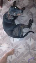 rhana