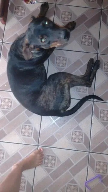 Cachorro ra a labradora misturada idade 7 a 11 meses nome rhana