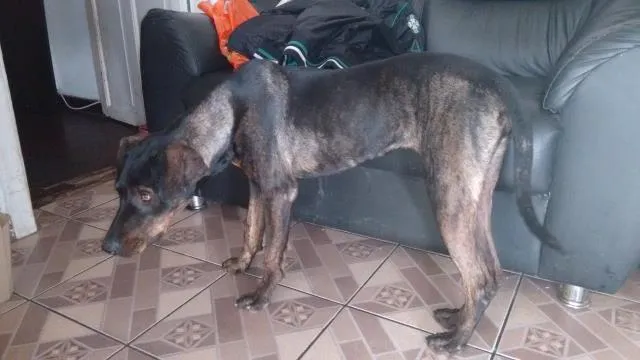 Cachorro ra a labradora misturada idade 7 a 11 meses nome rhana