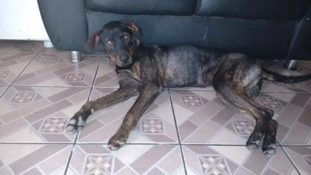 Cachorro ra a labradora misturada idade 7 a 11 meses nome rhana