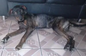 Cachorro raça labradora misturada idade 7 a 11 meses nome rhana
