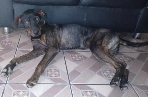 Cachorro ra a labradora misturada idade 7 a 11 meses nome rhana