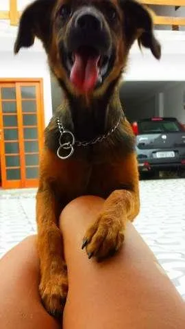 Cachorro raça indefinida idade 2 a 6 meses nome Laika