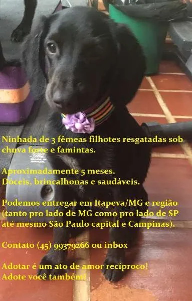 Cachorro raça SRD idade 2 a 6 meses nome 3 marias