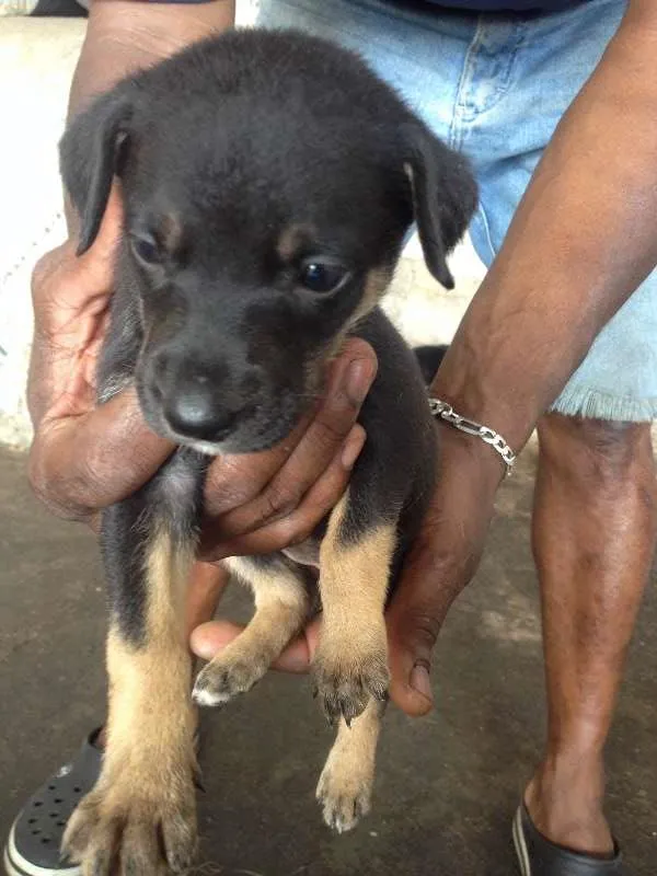 Cachorro ra a SRD idade 7 a 11 meses nome hanna