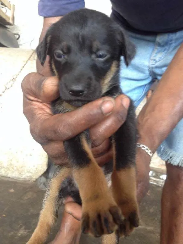 Cachorro ra a SRD idade 7 a 11 meses nome hanna