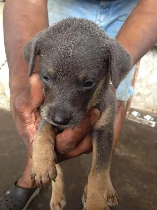 Cachorro ra a SRD idade 7 a 11 meses nome hanna