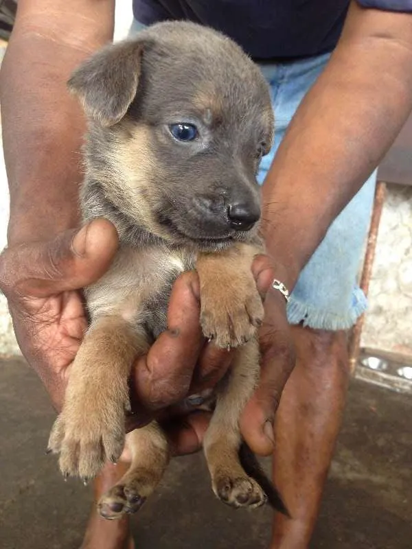 Cachorro ra a SRD idade 7 a 11 meses nome hanna