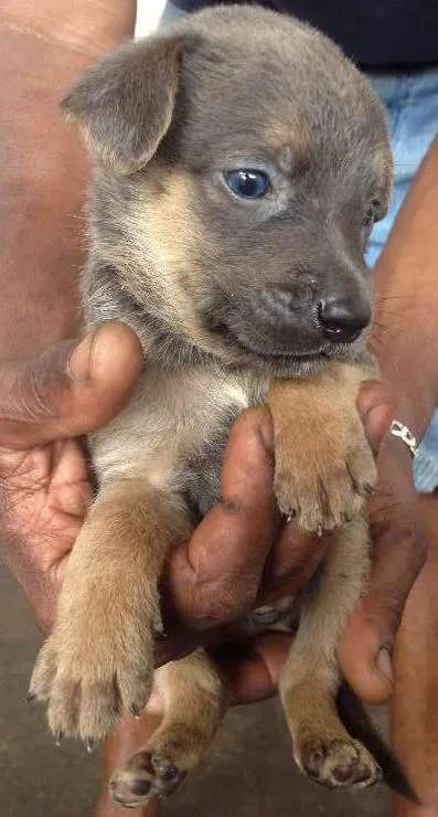 Cachorro ra a SRD idade 7 a 11 meses nome hanna