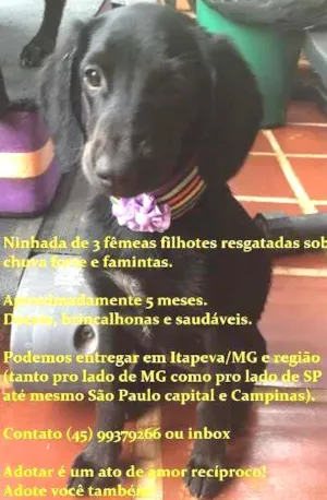 Cachorro raça SRD idade 2 a 6 meses nome 3 marias