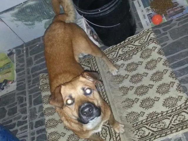 Cachorro ra a SRD idade  nome Sem Nome
