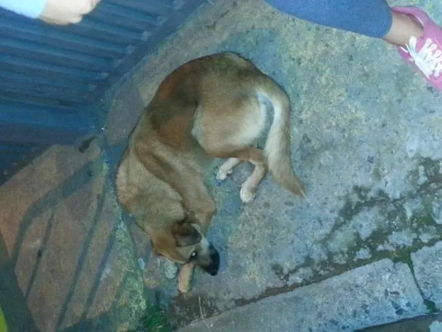 Cachorro ra a SRD idade  nome Sem Nome