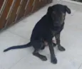Toby