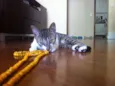 Lili