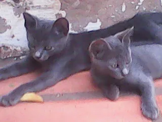 Gato ra a  idade 2 a 6 meses nome gatos