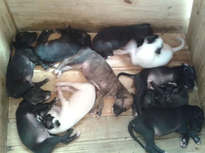 Cachorro ra a Mestiço idade 2 a 6 meses nome Filhotes