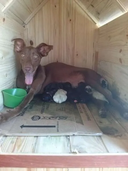 Cachorro ra a Mestiço idade 2 a 6 meses nome Filhotes