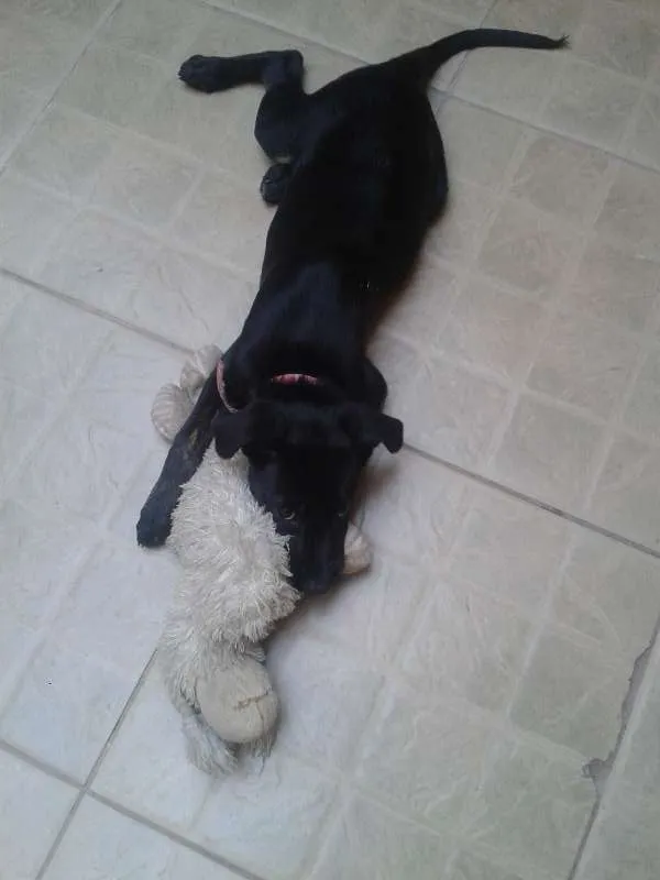 Cachorro raça Vira Lata  idade 2 a 6 meses nome Nina 