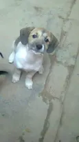 snoop