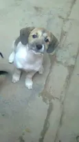 snoop