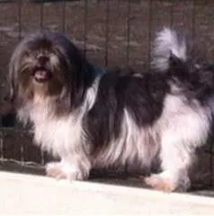 Cachorro raça Lhasa Apso idade 6 ou mais anos nome Petúnia