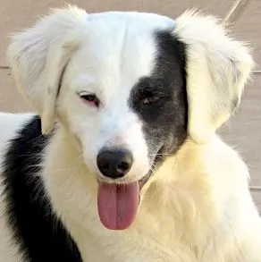 Cachorro ra a  idade 1 ano nome LUCKY