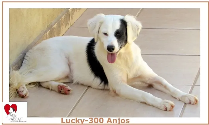 Cachorro ra a  idade 1 ano nome LUCKY