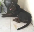 Toby