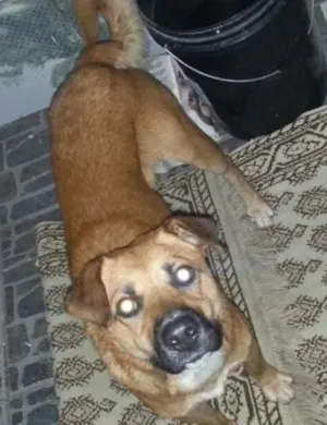 Cachorro raça SRD idade  nome Sem Nome