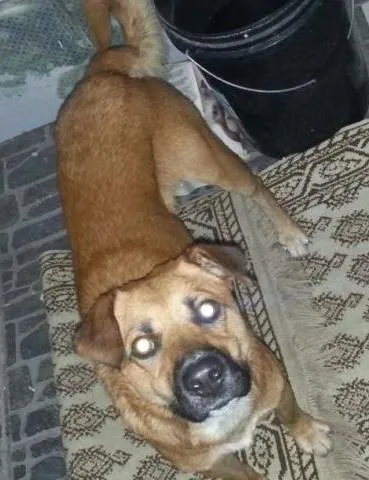 Cachorro ra a SRD idade  nome Sem Nome