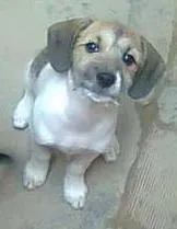 Cachorro ra a indefinida idade 1 ano nome snoop