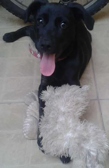 Cachorro raça Vira Lata  idade 2 a 6 meses nome Nina 