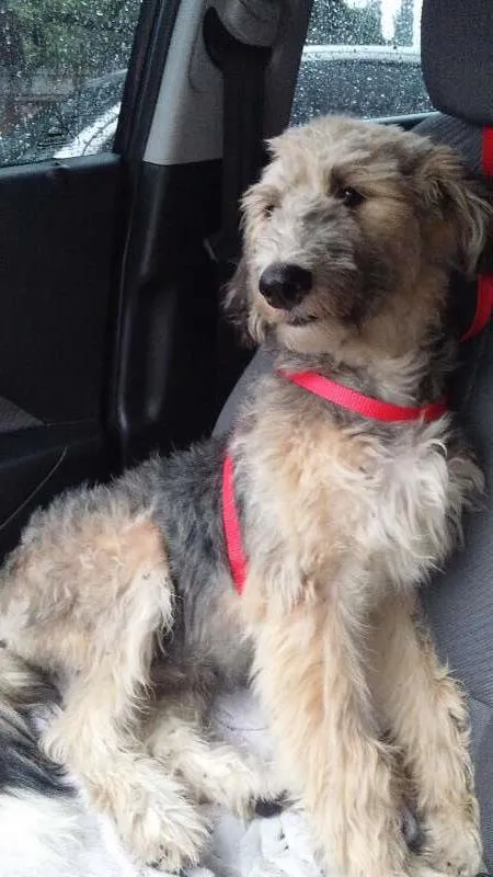 Cachorro ra a Vira lata idade 7 a 11 meses nome Sanduba