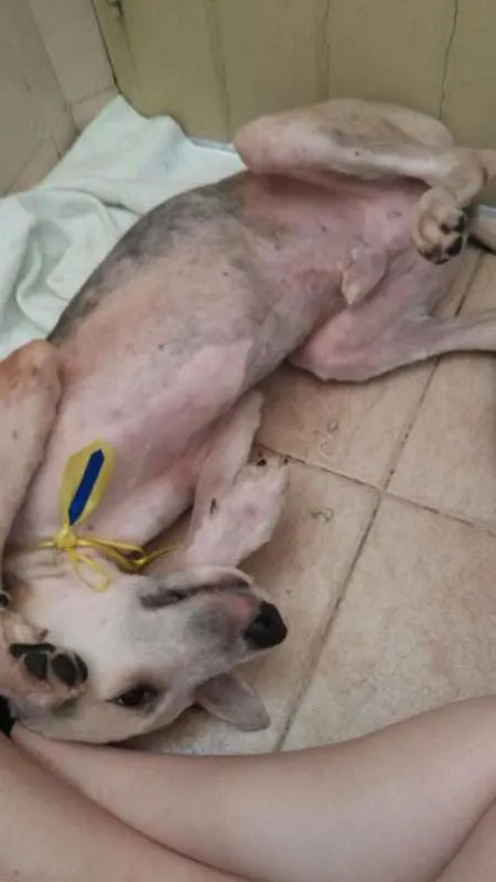 Cachorro ra a Vira lata idade 7 a 11 meses nome Sanduba