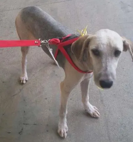 Cachorro ra a Vira lata idade 7 a 11 meses nome Sanduba