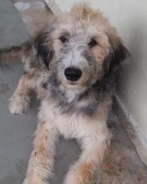 Cachorro raça Vira lata idade 7 a 11 meses nome Sanduba
