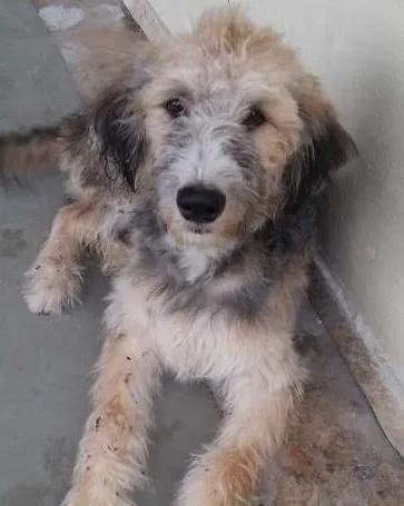 Cachorro ra a Vira lata idade 7 a 11 meses nome Sanduba