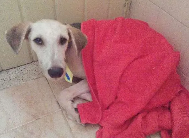 Cachorro ra a Vira lata idade 7 a 11 meses nome Sanduba