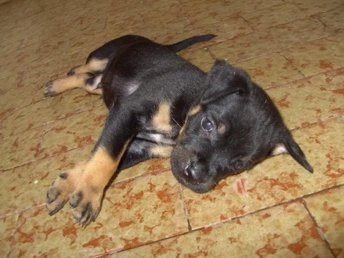 Cachorro raça vira lata idade Abaixo de 2 meses nome filhotes